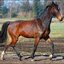 25 - paarden honden 4 maart