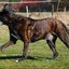 79 - paarden honden 4 maart