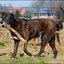 96 - paarden honden 4 maart