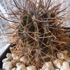 Echinopsis melanopotamica 013 - cactus