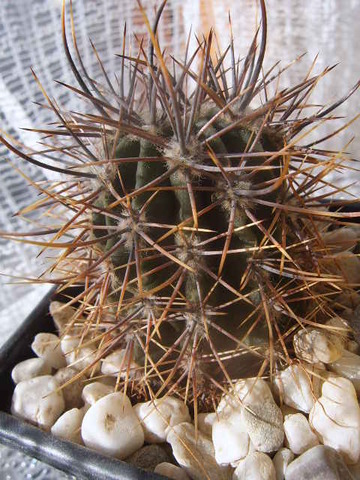 Echinopsis melanopotamica 013 cactus