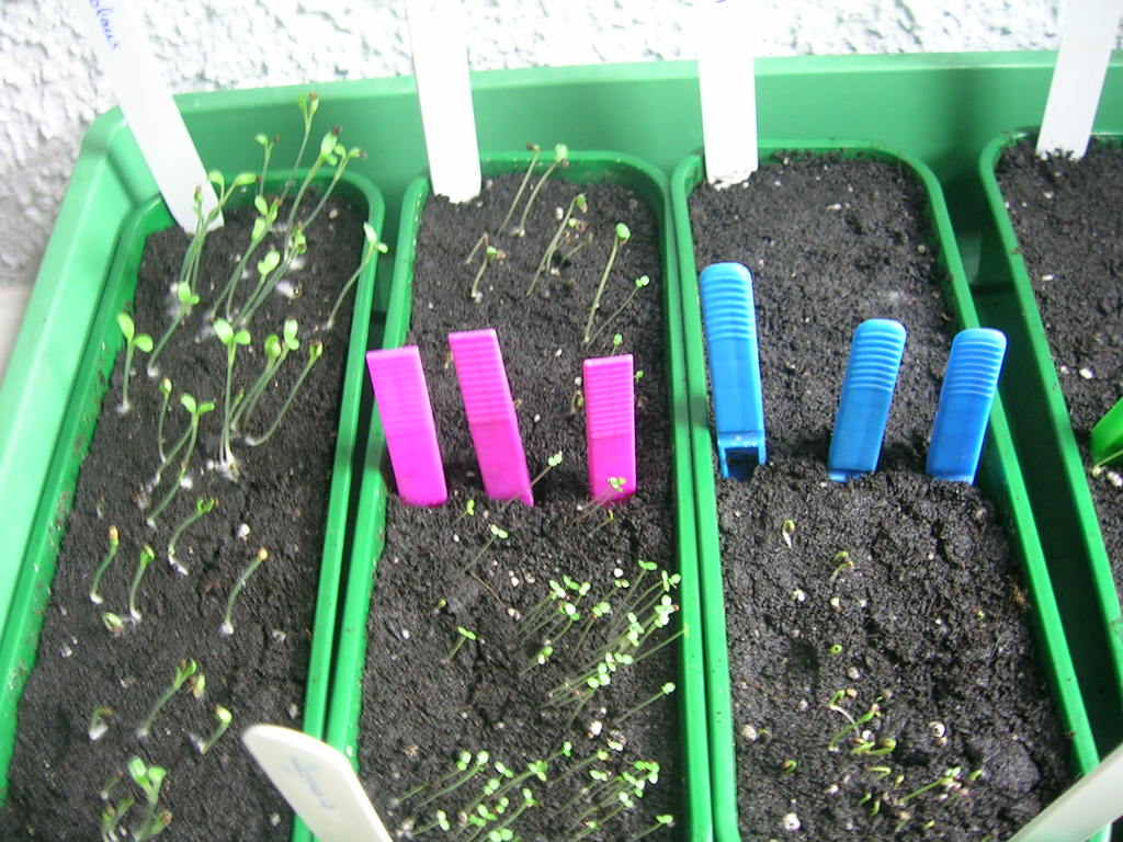 6-3-13 GerminaciÃ³ - 