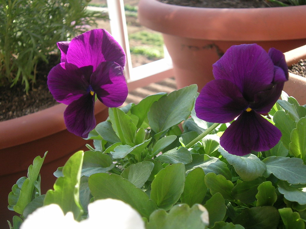2-4-13 Viola cornuta mix - 