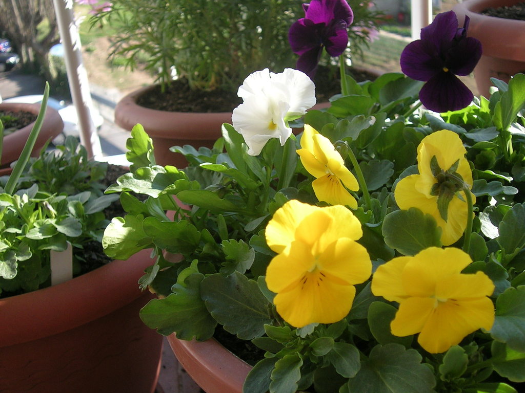 2-4-13 Viola cornuta mix 2 - 