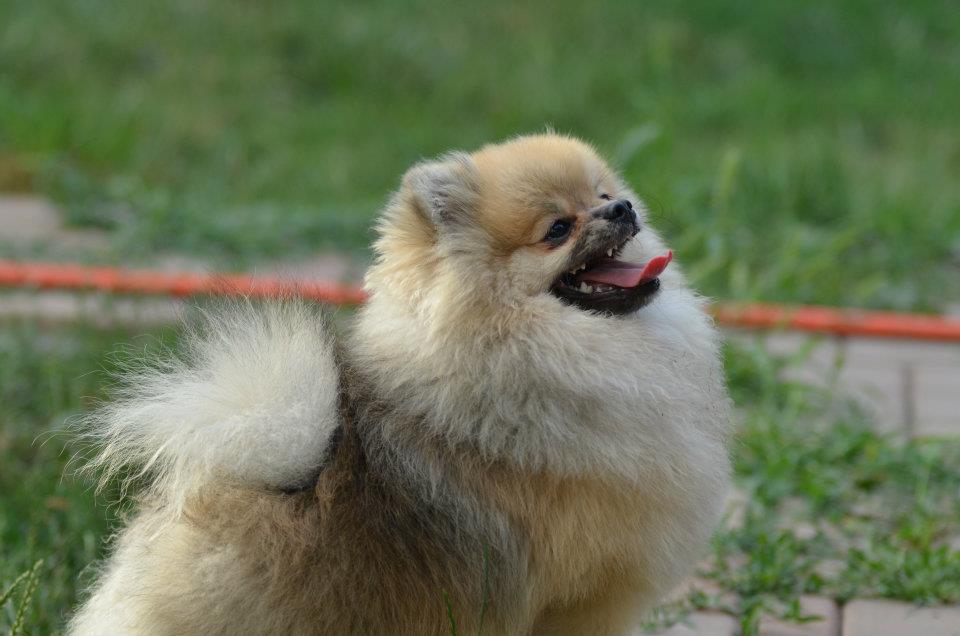 250992 485734338108668 1910238052 n - 