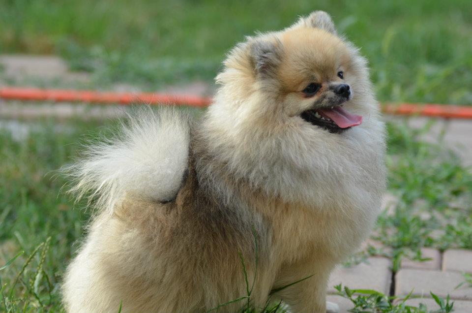 539424 485736021441833 1265575928 n - 