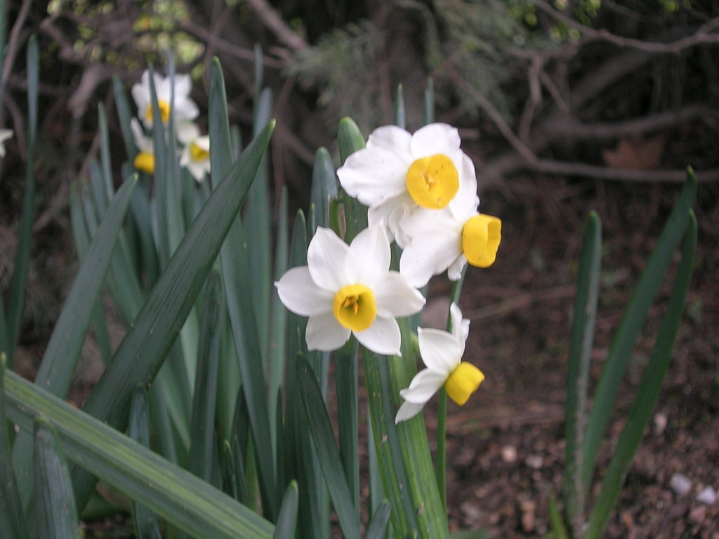 3-7-13 Narcissus canaliculatus 2 - 