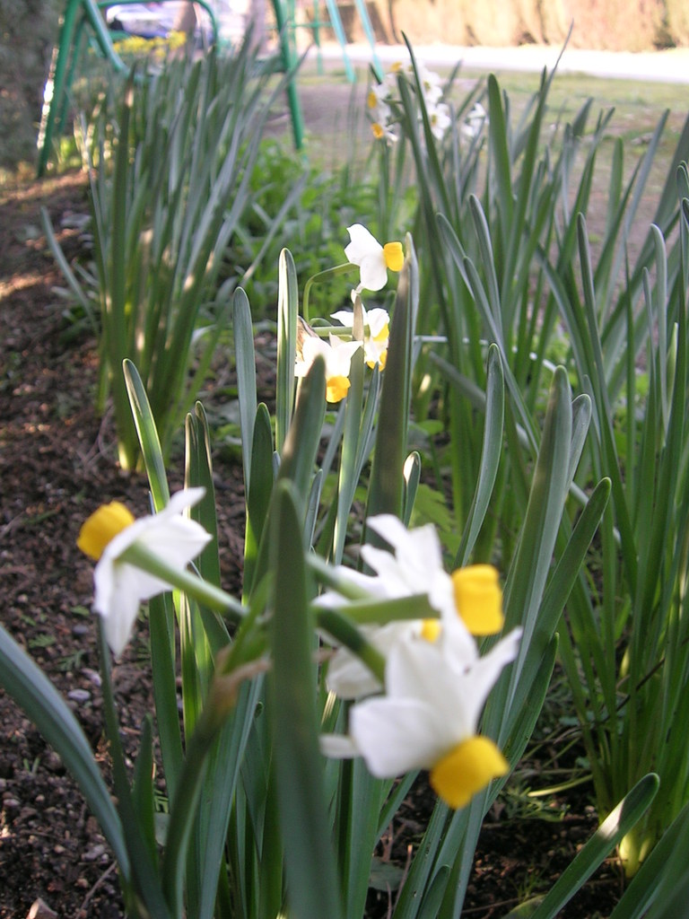 3-8-13 Narcissus canaliculatus - 