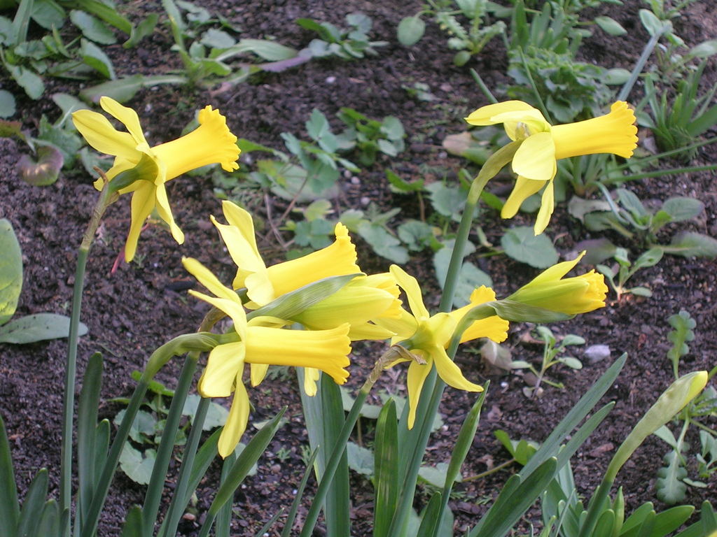 3-8-13 Narcissus cyclamineus 'Peeping Tom' - 