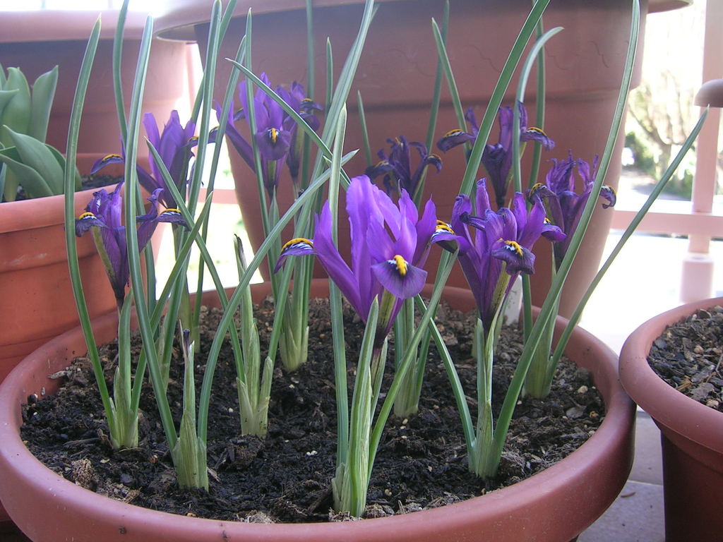 3-8-13 Iris reticulata - 