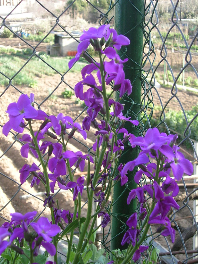 3-8-13 Matthiola incana 3 - 