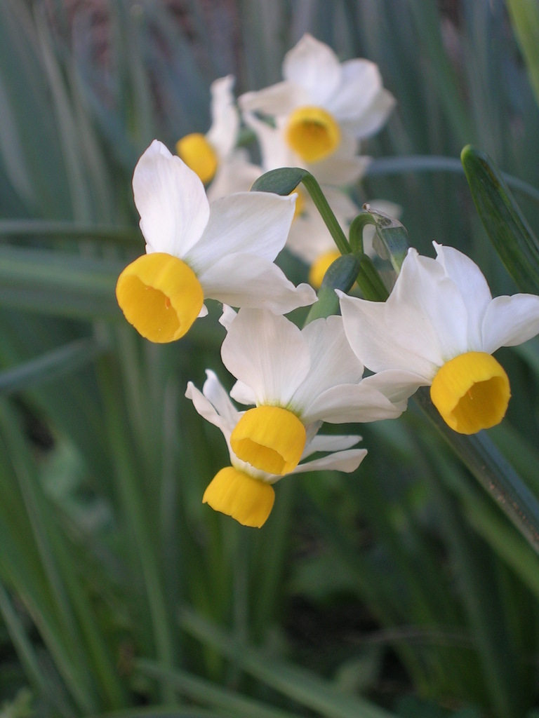 3-11 Narcissus canaliculatus 2 - 