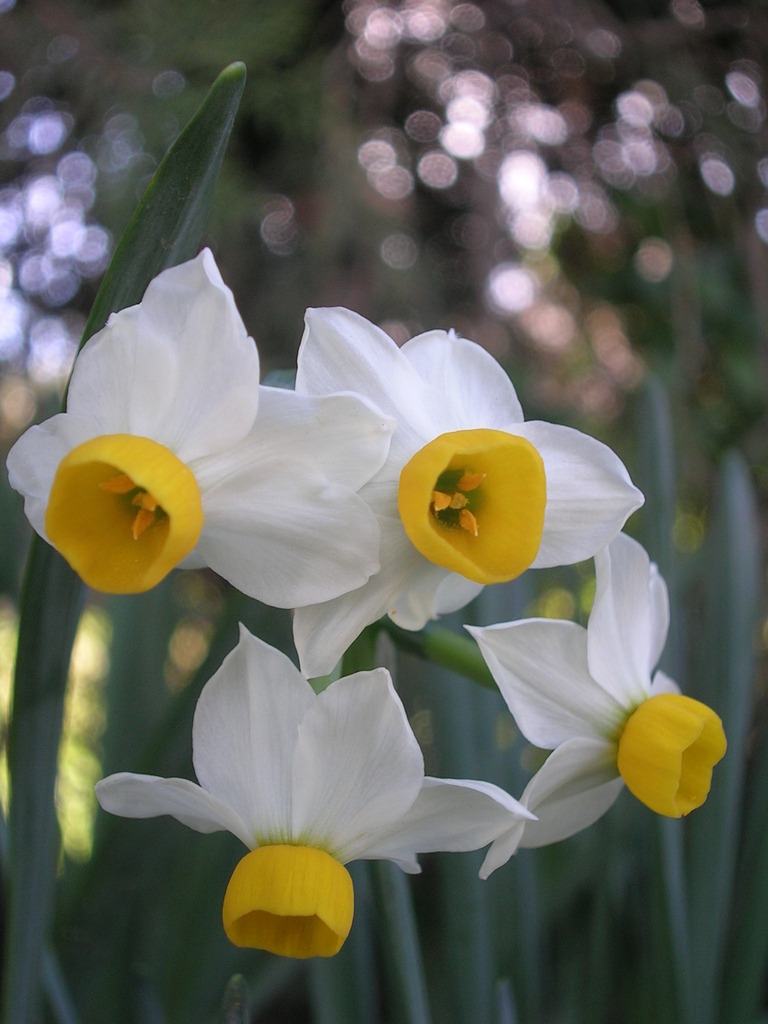 3-11 Narcissus canaliculatus 3 - 