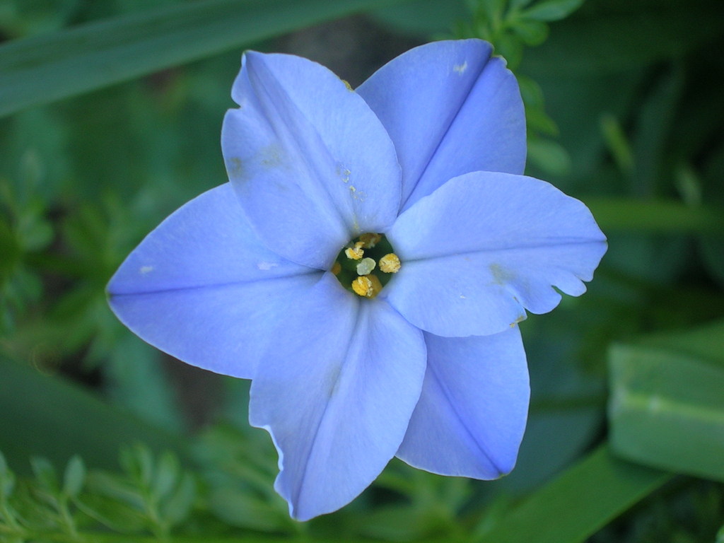 3-11 Ipheion Rolf 2 - 