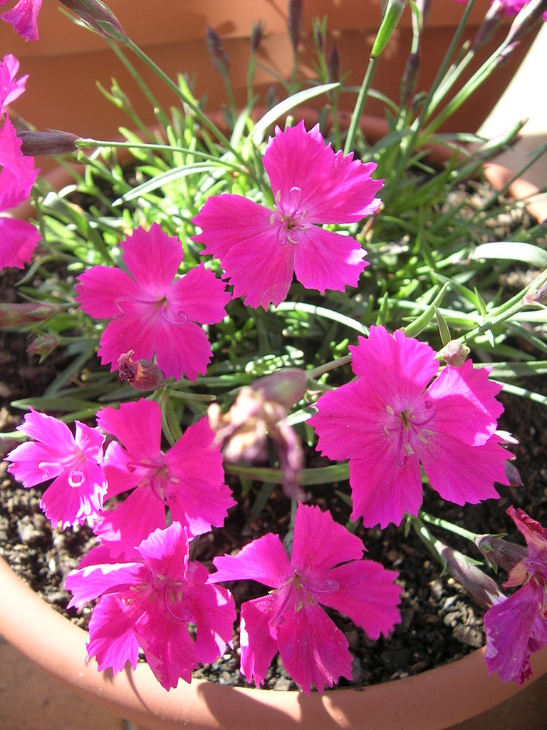 15-3 Dianthus sp. 4 - 