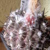neochilenia krausii met vru... - cactus