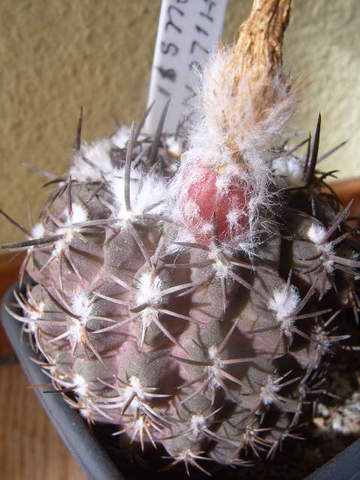 neochilenia krausii met vrucht 009 cactus