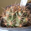 Lobivia rosariana .v. rubri... - cactus