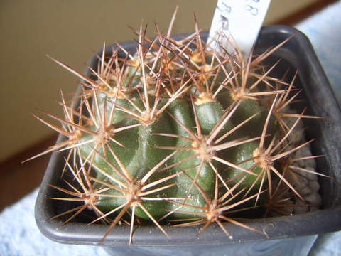 Lobivia rosariana .v. rubriflora 005 cactus