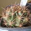 Lobivia rosariana .v. rubri... - cactus