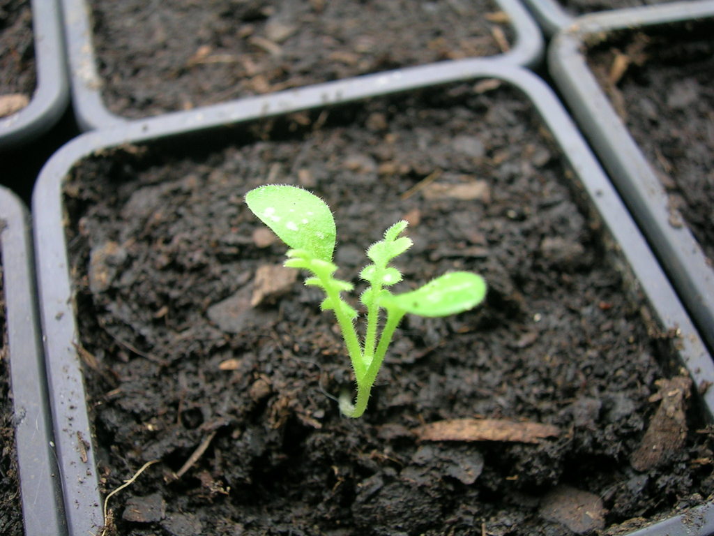 15-3 Nemophila menziesii - 