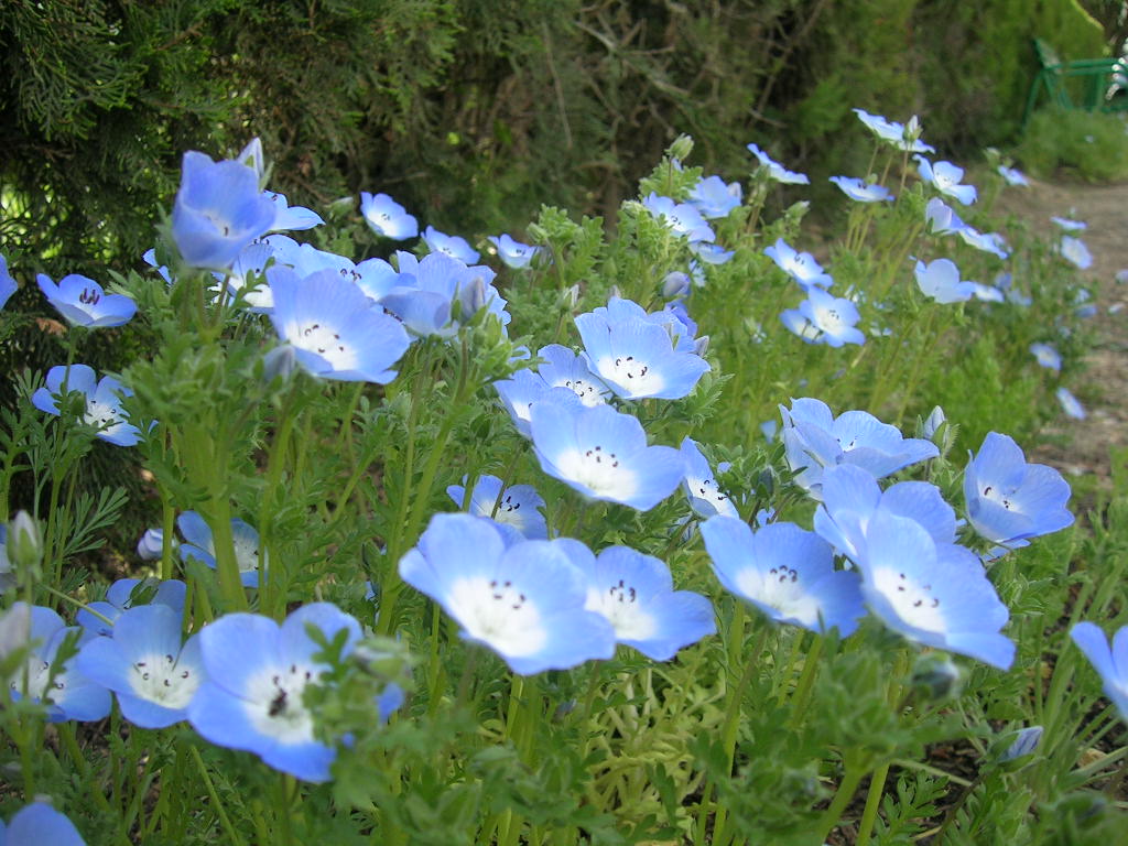 5-8-2012 Nemophila menziesii - 