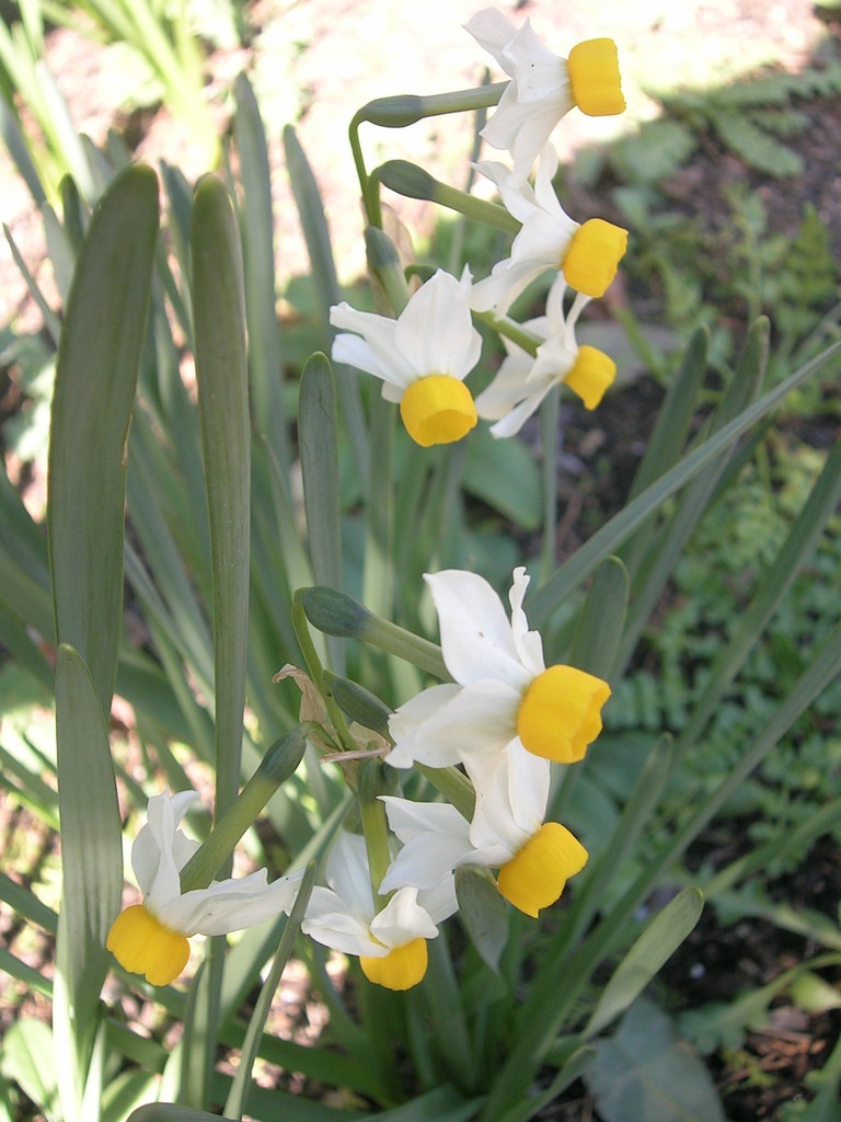 3-19 canaliculatus - 