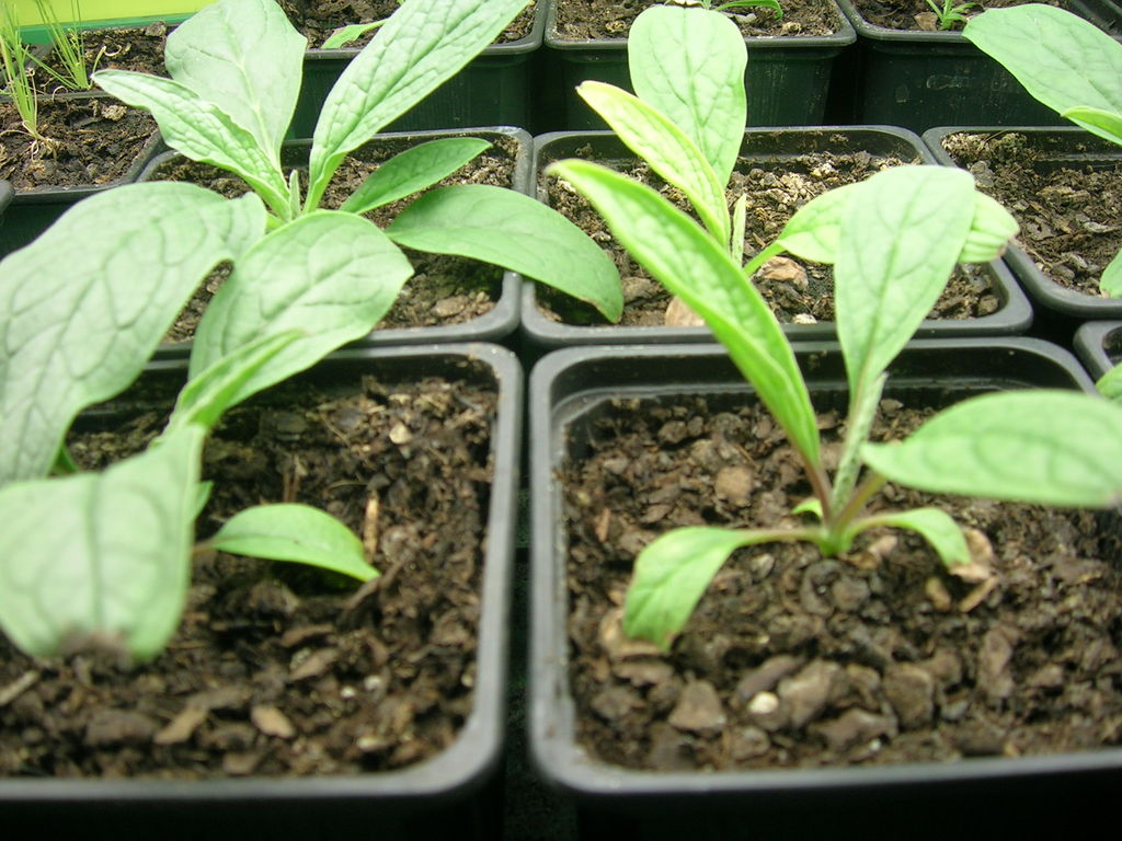 3-19 Cynoglossum amabile - 