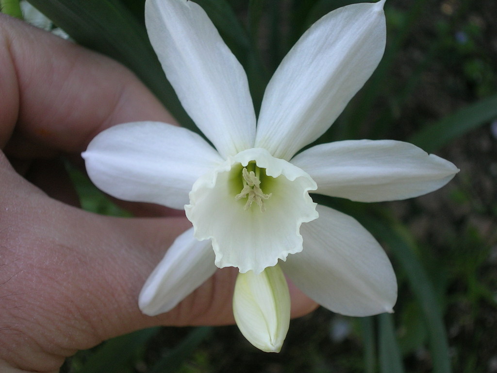 3-21 Narcissus triandrus 'Thalia' 2 - 