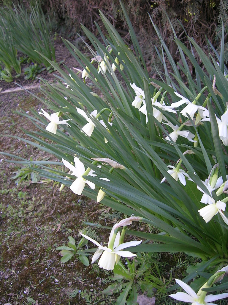 3-21 Narcissus triandrus 'Thalia' - 