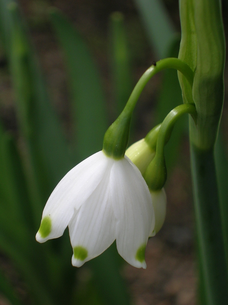 3-24 Leucojum aestivum 'Gravetye' - 