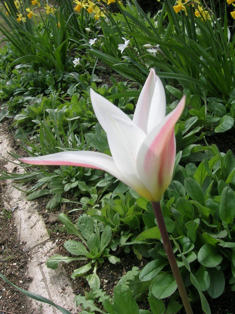3-24 Tulipa clusiana 'Stellata' - 
