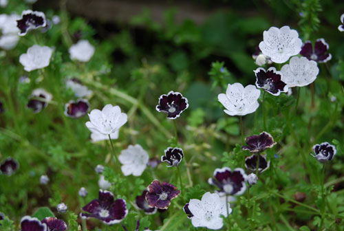 Nemophila 'Penny Black' + Nemophila 'Snowstorm' 2 - 