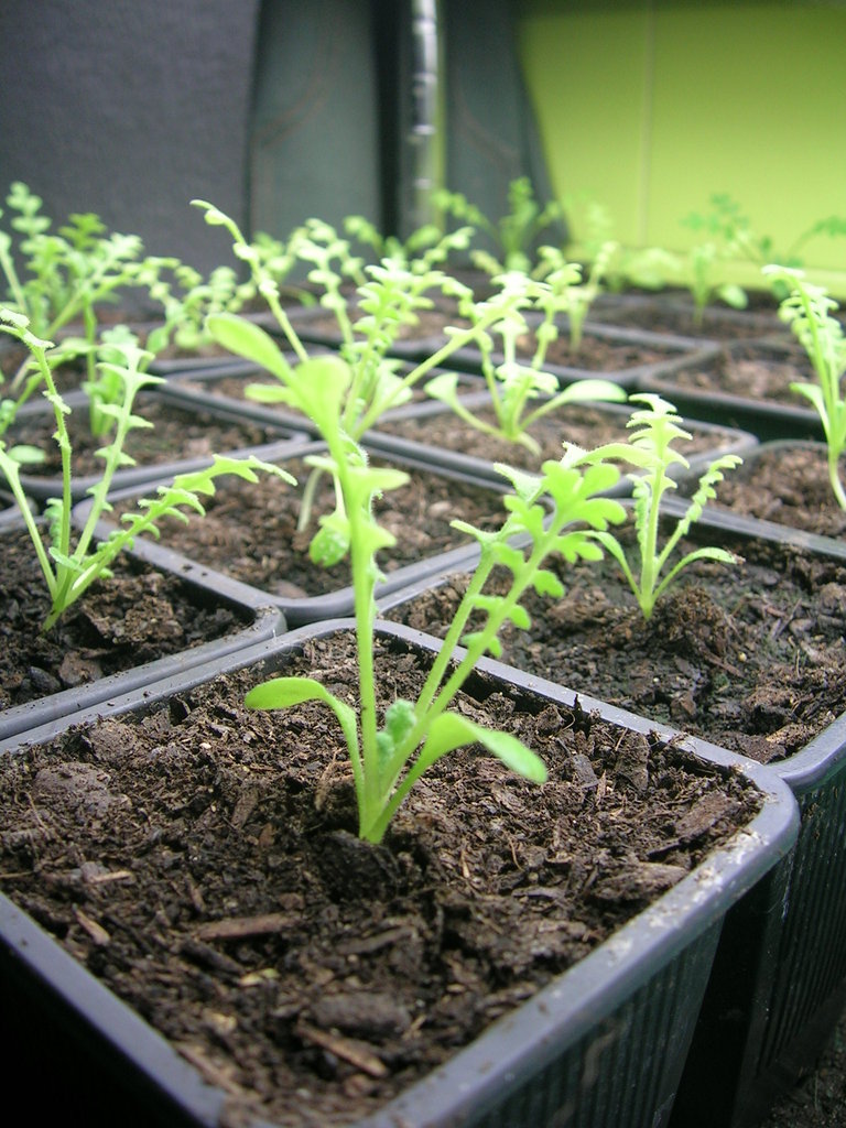 Semilelros nemofilas - 