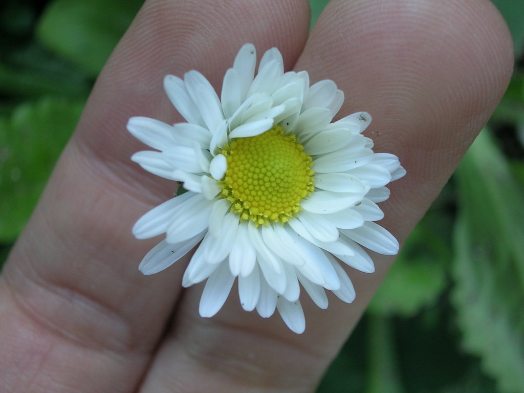 3-25 Bellis perennis - 