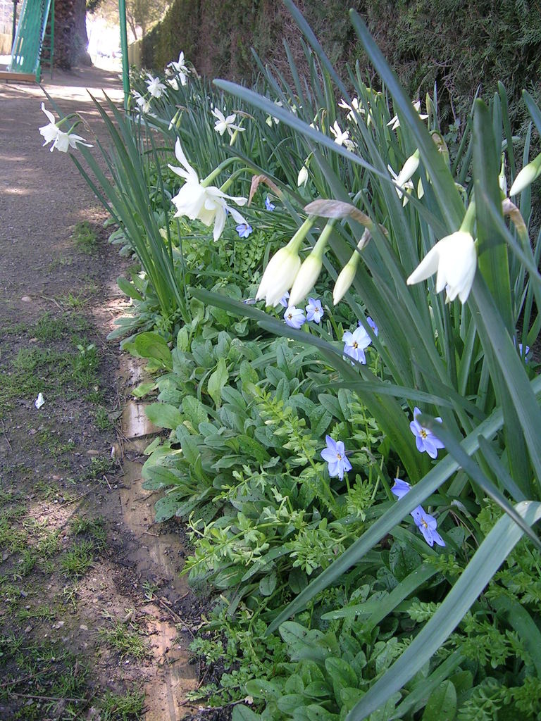 3-25 Narcissus 'Thalia' + Ipheion 'Rolf Fiedler' 2 - 