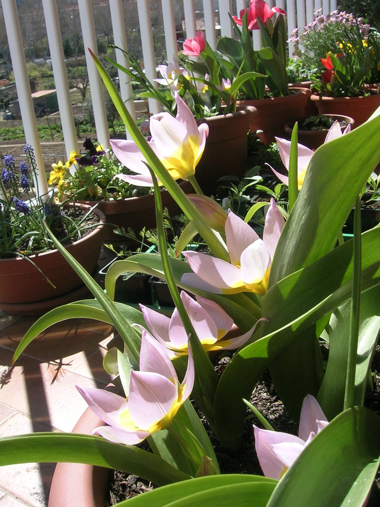 3-25 Tulipa bakeri 'Lilac Wonder' (1) - 