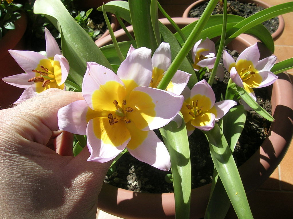 3-25 Tulipa bakeri 'Lilac Wonder' (4) - 