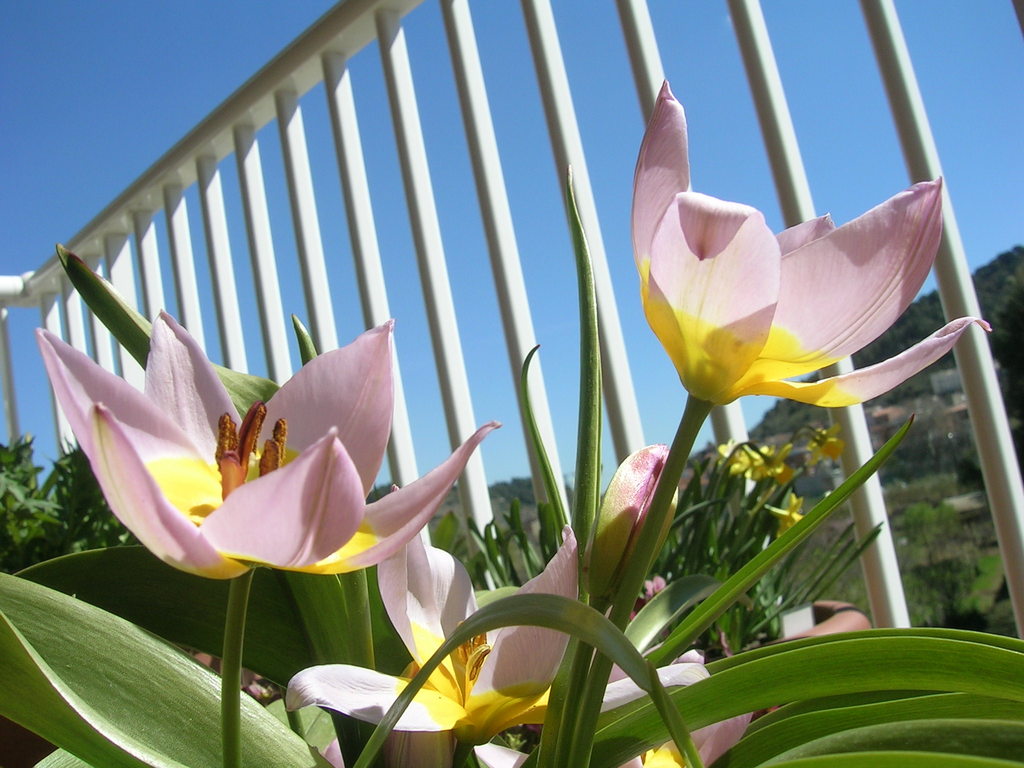 3-25 Tulipa bakeri 'Lilac Wonder' (8) - 