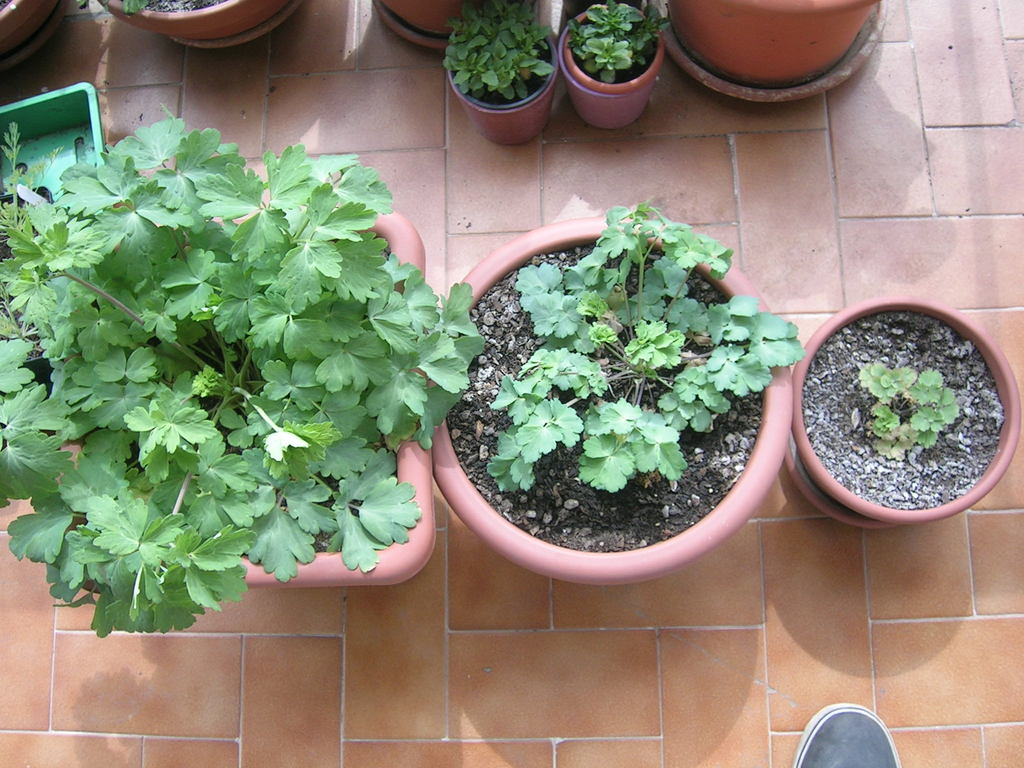 3-26 Aquilegia 'Mckana'2 - 