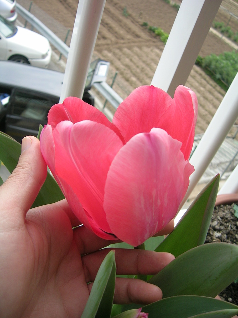 3-24 Tulipa 'Pink Impression' 3 - 