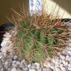Acantocalycium  violaceum P... - cactus