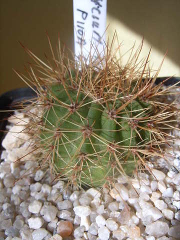 Acantocalycium  violaceum P 110 a 005 cactus