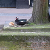 P1300513 - de vogels van amsterdam