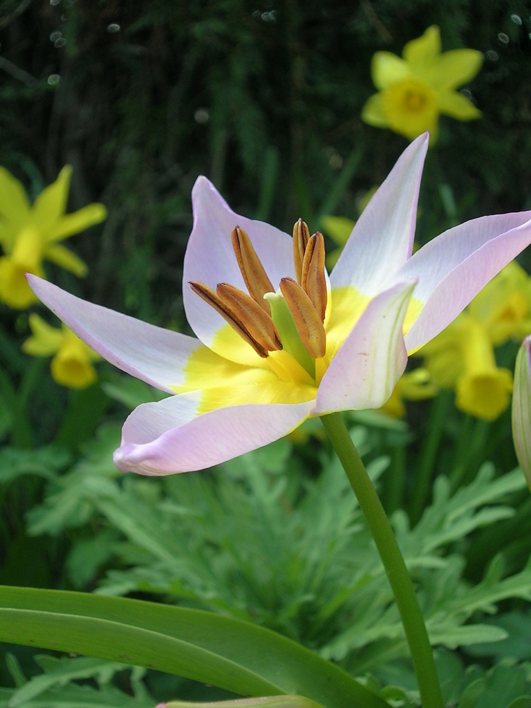 3-28 'Lilac Wonder' + 'tÃ¨te-a-tÃ¨te' (2) - 