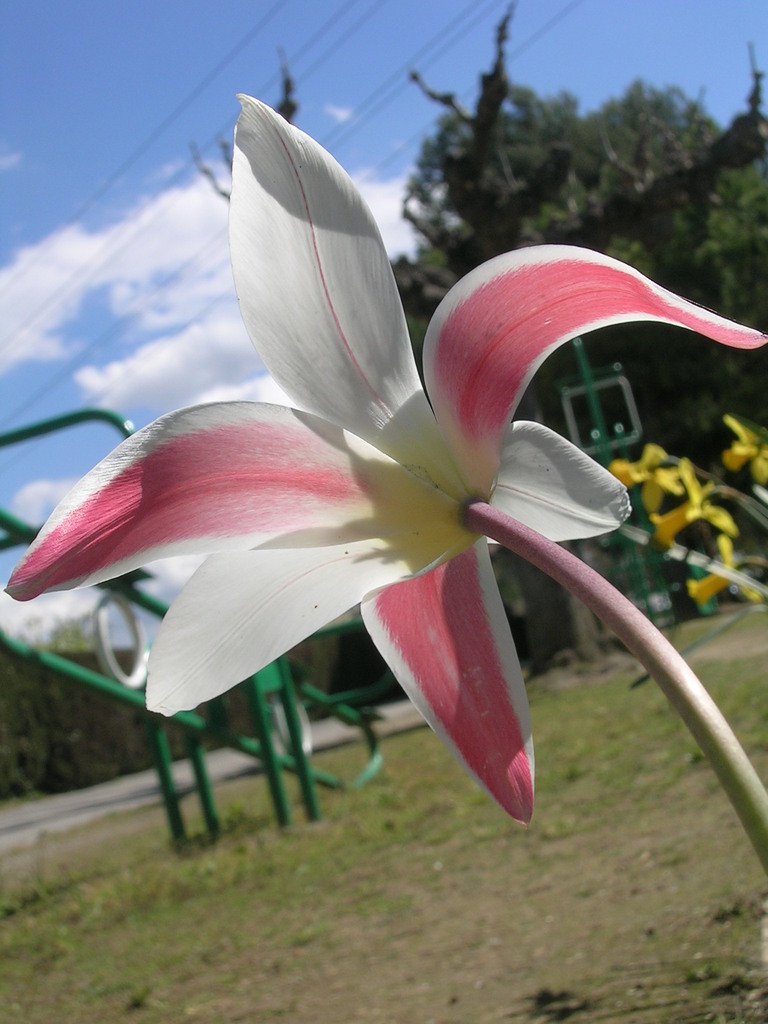3-28 Tulipa clusiana 'Stellata' (1) - 