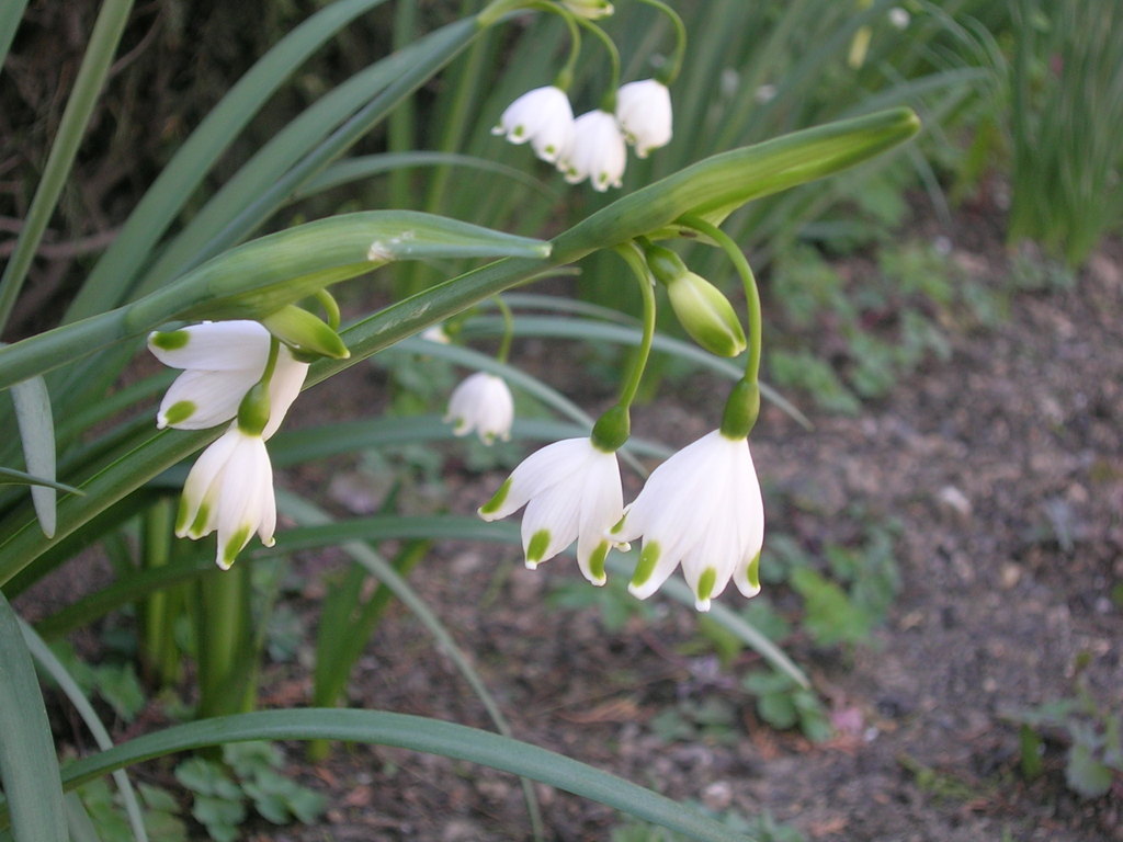 3-28 Leucojum - 