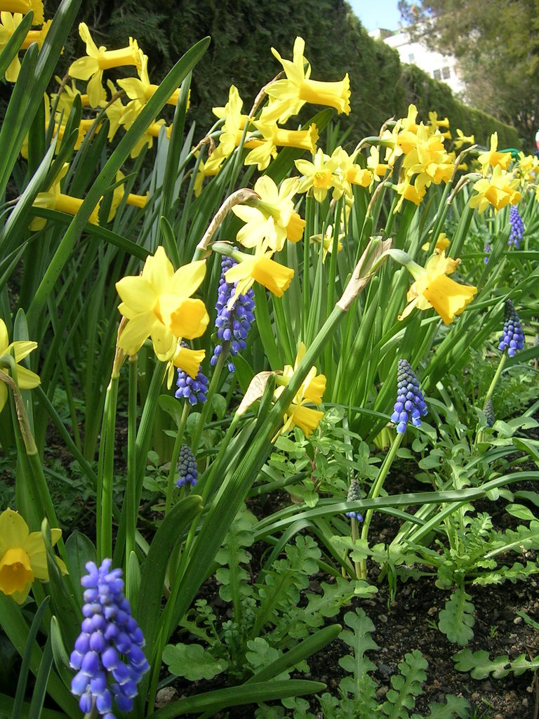 3-30 Muscari + tÃ¨te-a-tÃ¨te - 