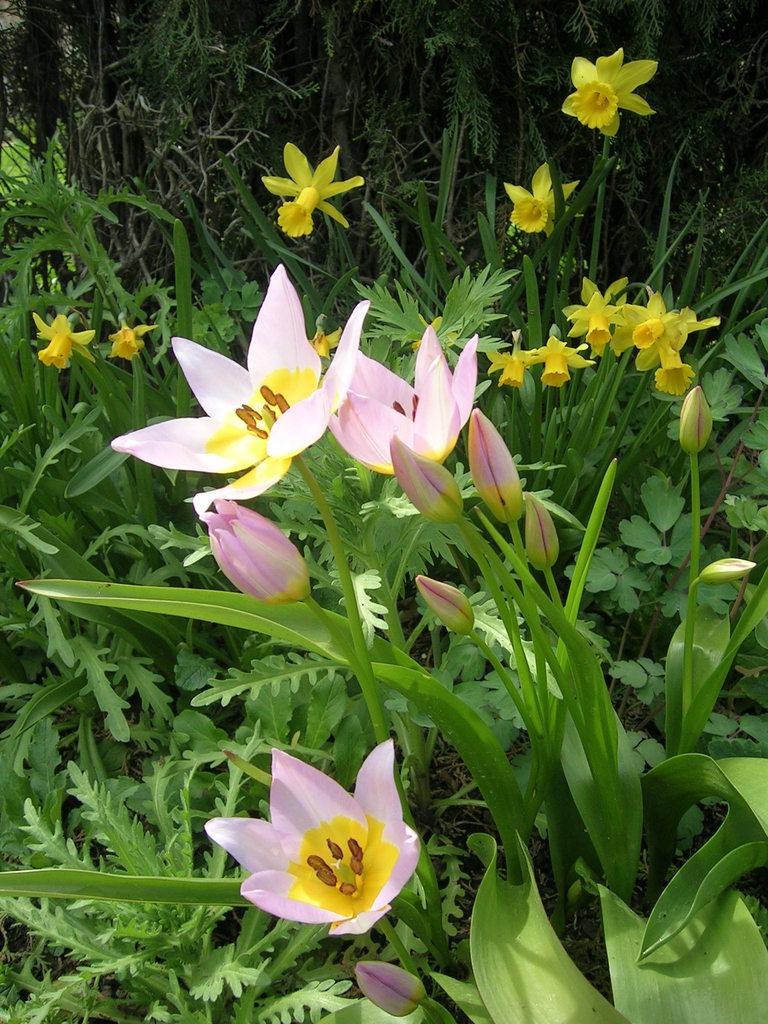 3-30 Lilac Wonder 1 - 