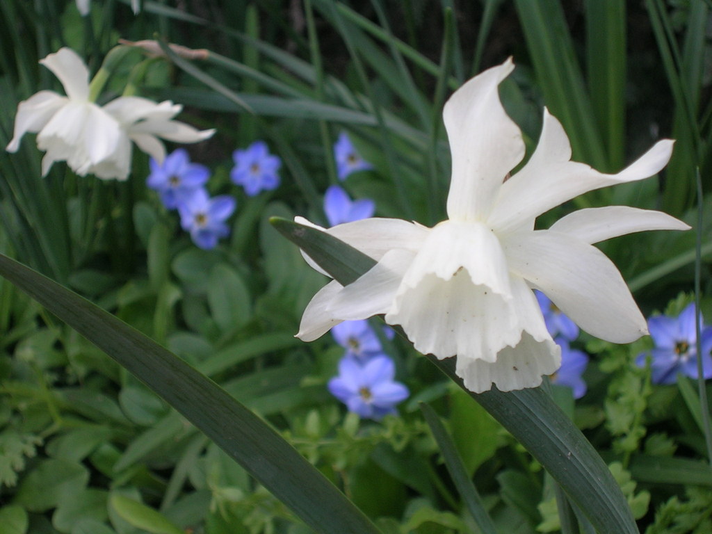 3-30 Thalia + Ipheion - 